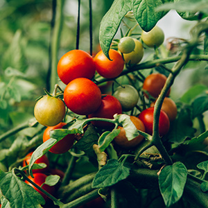 Cityplants-Tuin-01